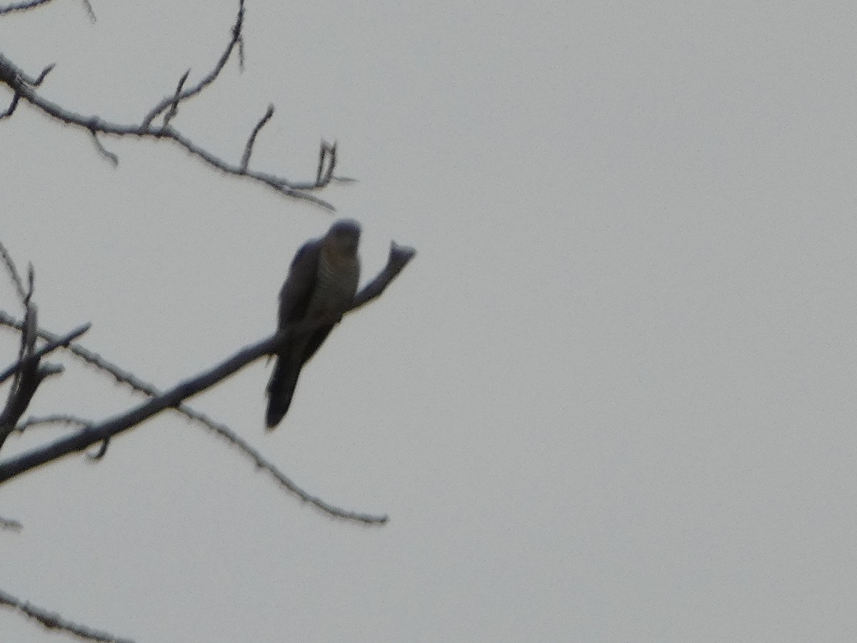 Common Cuckoo - ML616897332