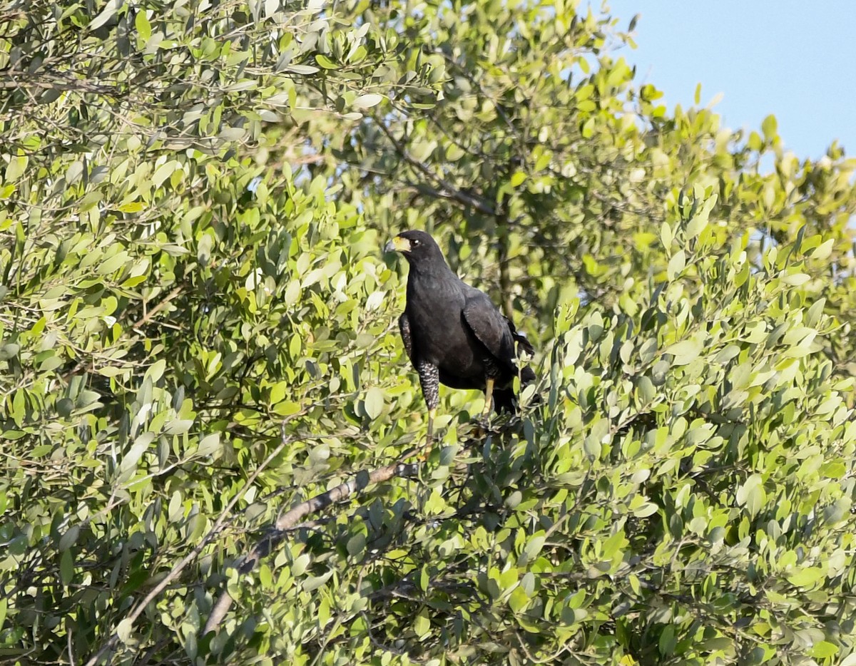 Great Black Hawk - ML616897362