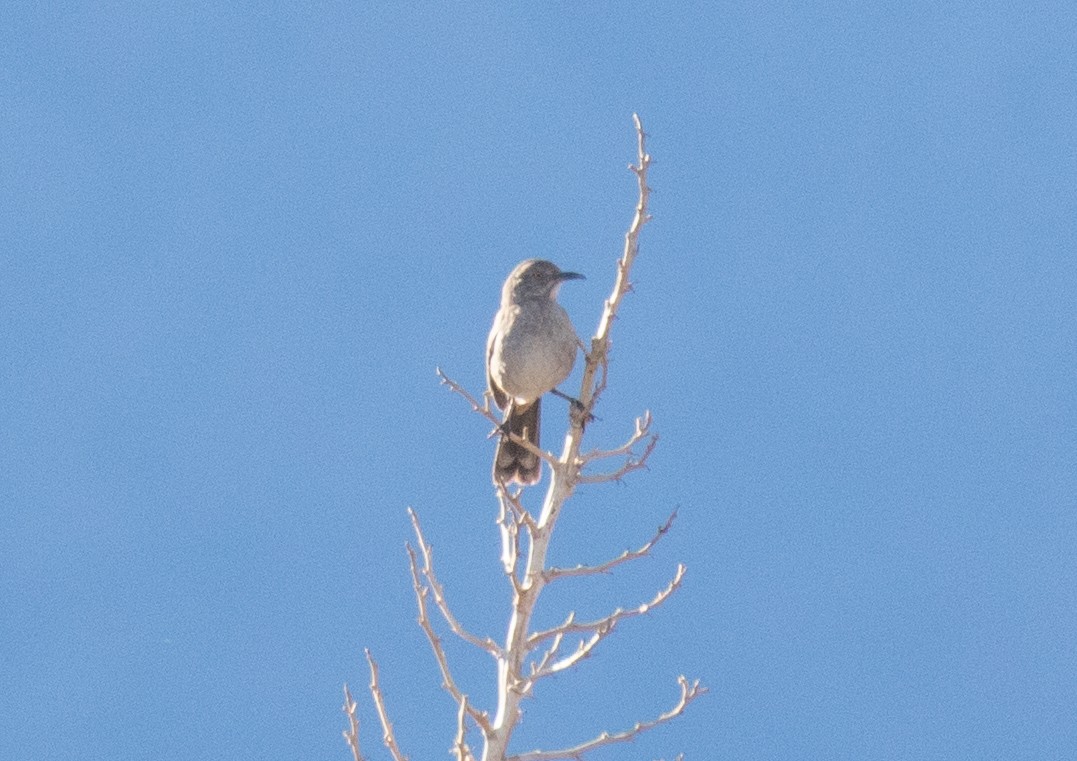 Bendire's Thrasher - Liam Huber