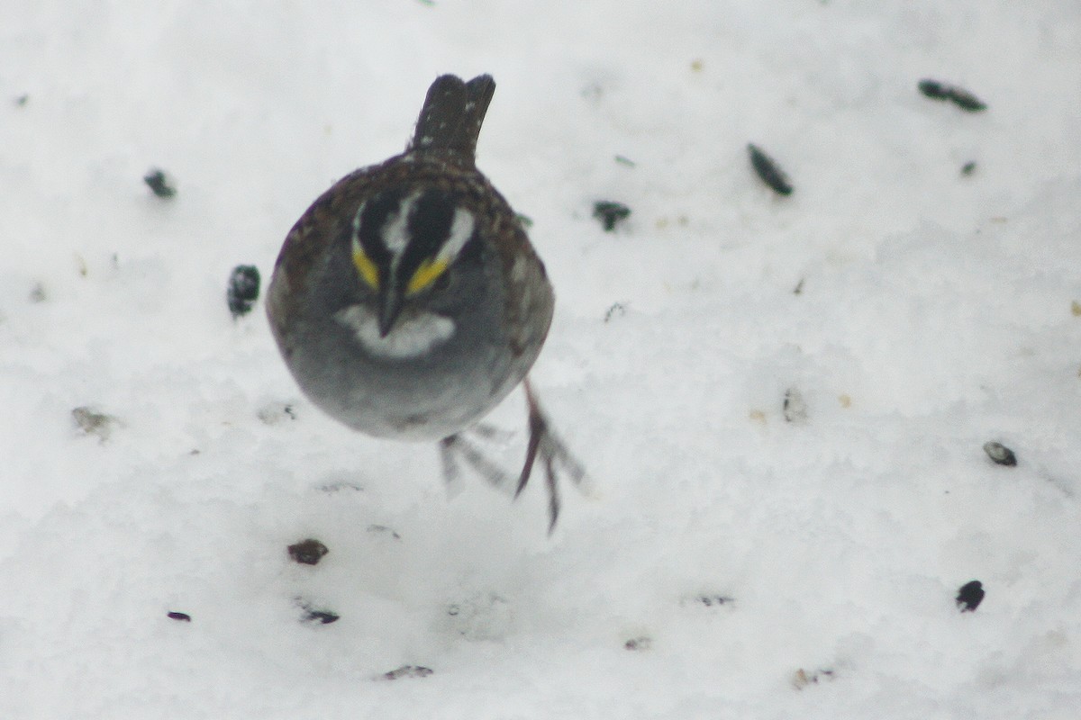 White-throated Sparrow - ML616897377