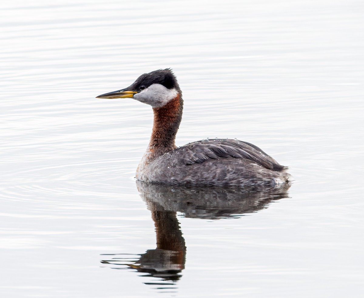 Red-necked Grebe - ML616897381