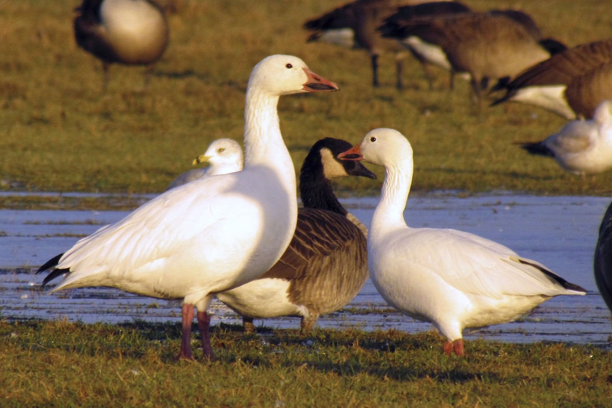 Snow Goose - Andrew Bendall