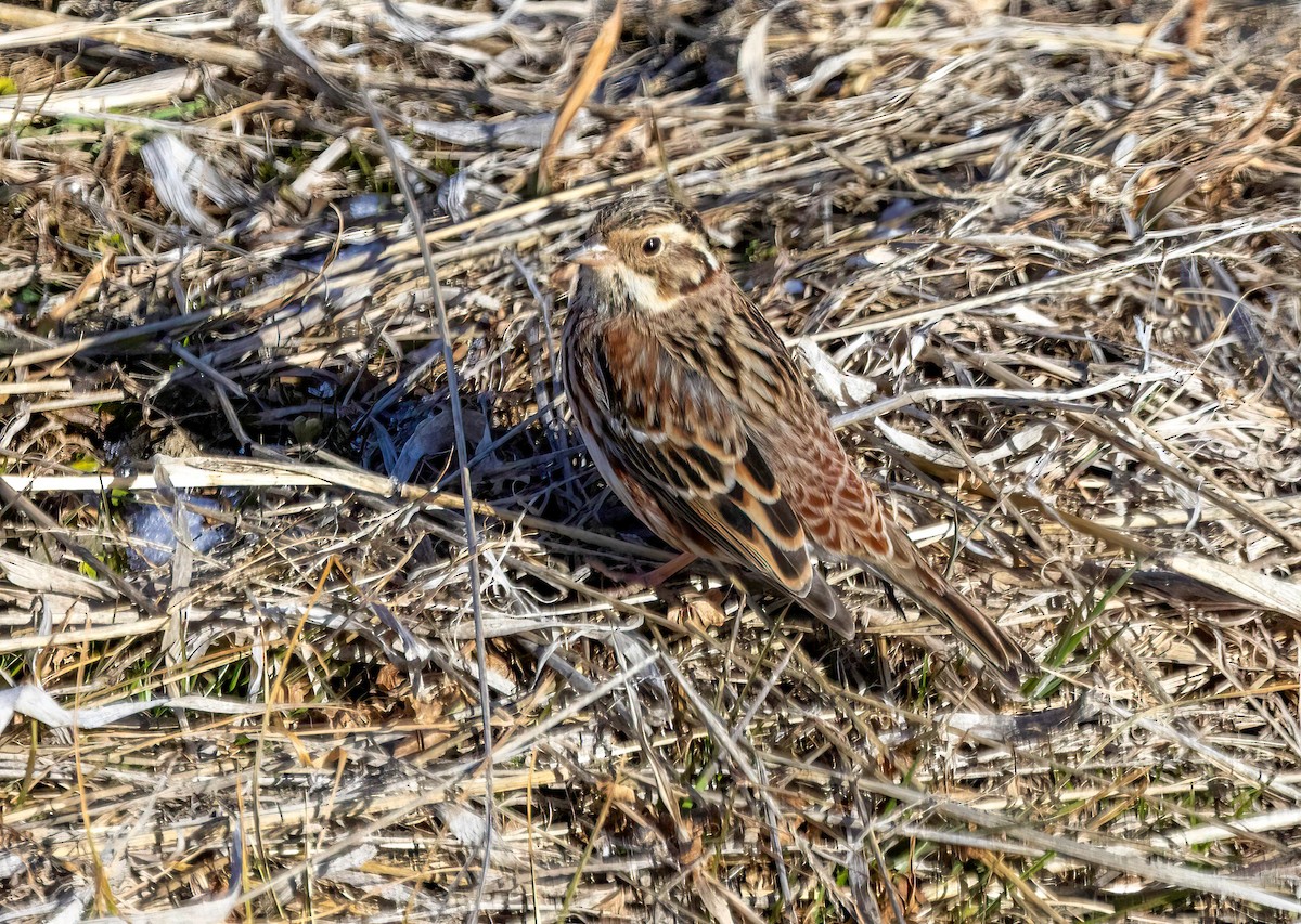 Rustic Bunting - ML616897428