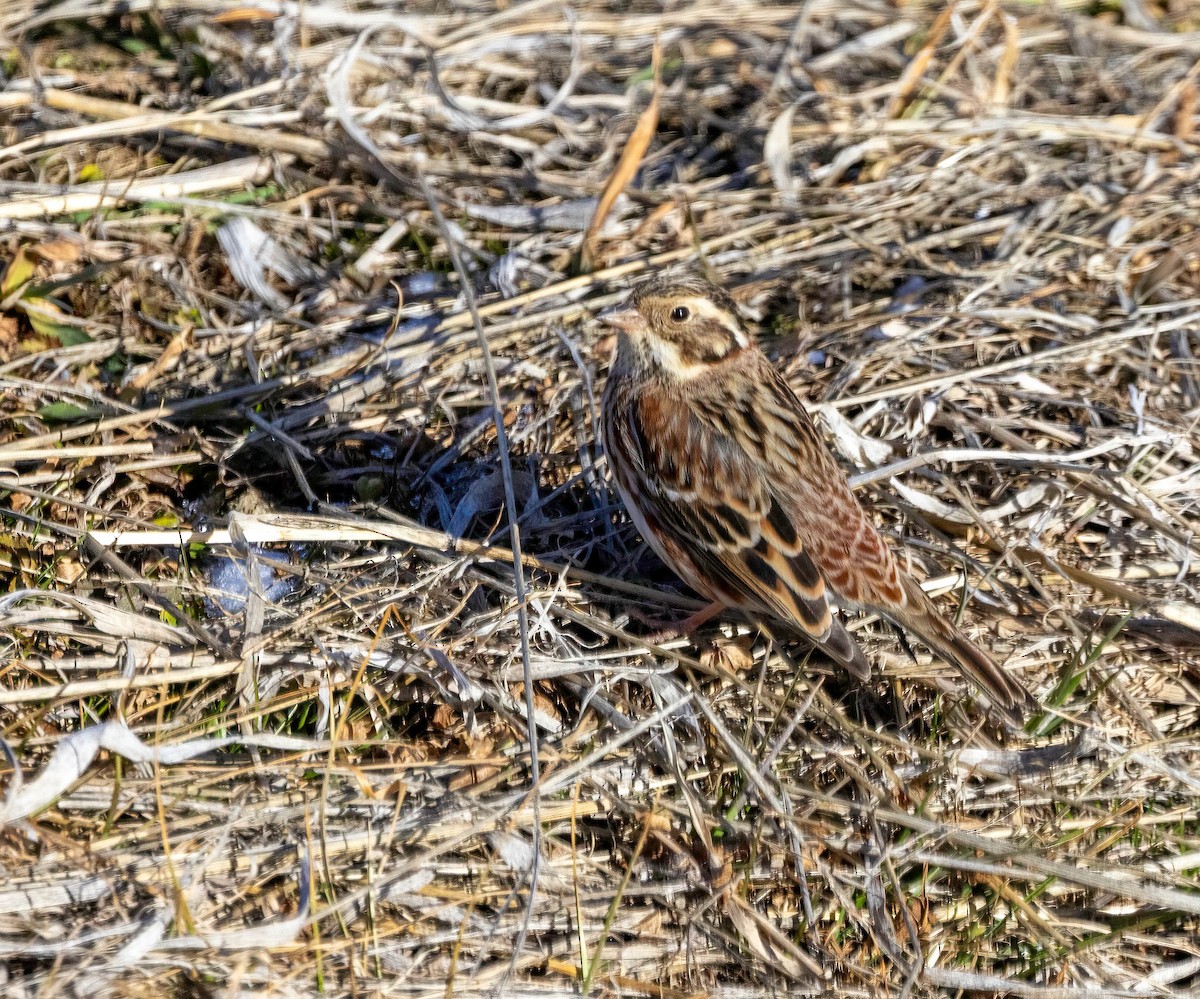 Rustic Bunting - ML616897430