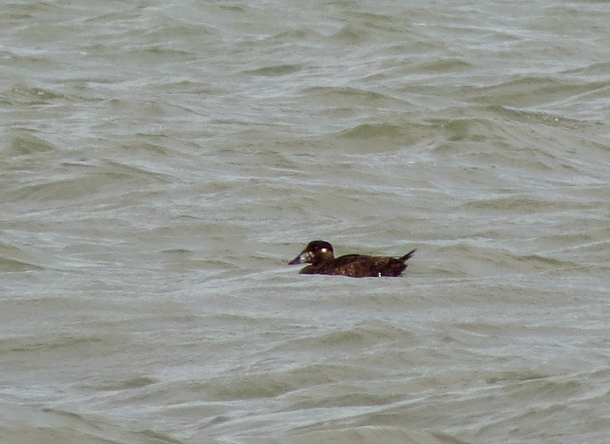 Surf Scoter - Tammy Hester