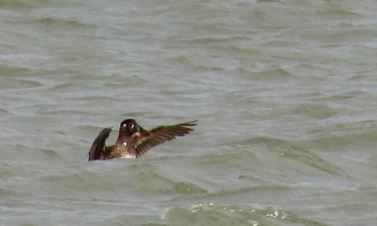 Surf Scoter - Tammy Hester