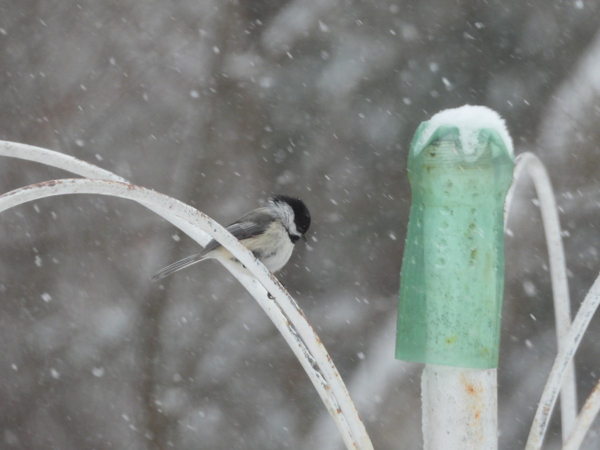 Black-capped Chickadee - ML616897465