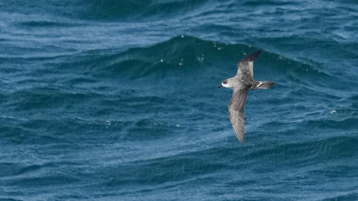 Petrel de las Juan Fernández - ML616897478