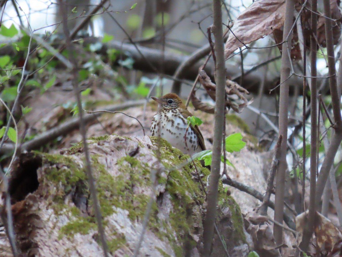 Wood Thrush - ML616897483