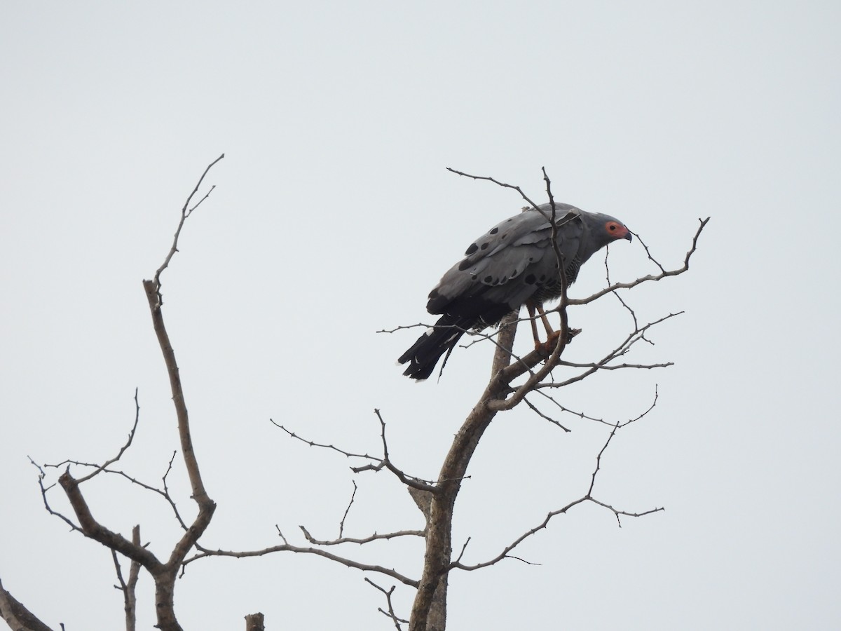 African Harrier-Hawk - ML616897506