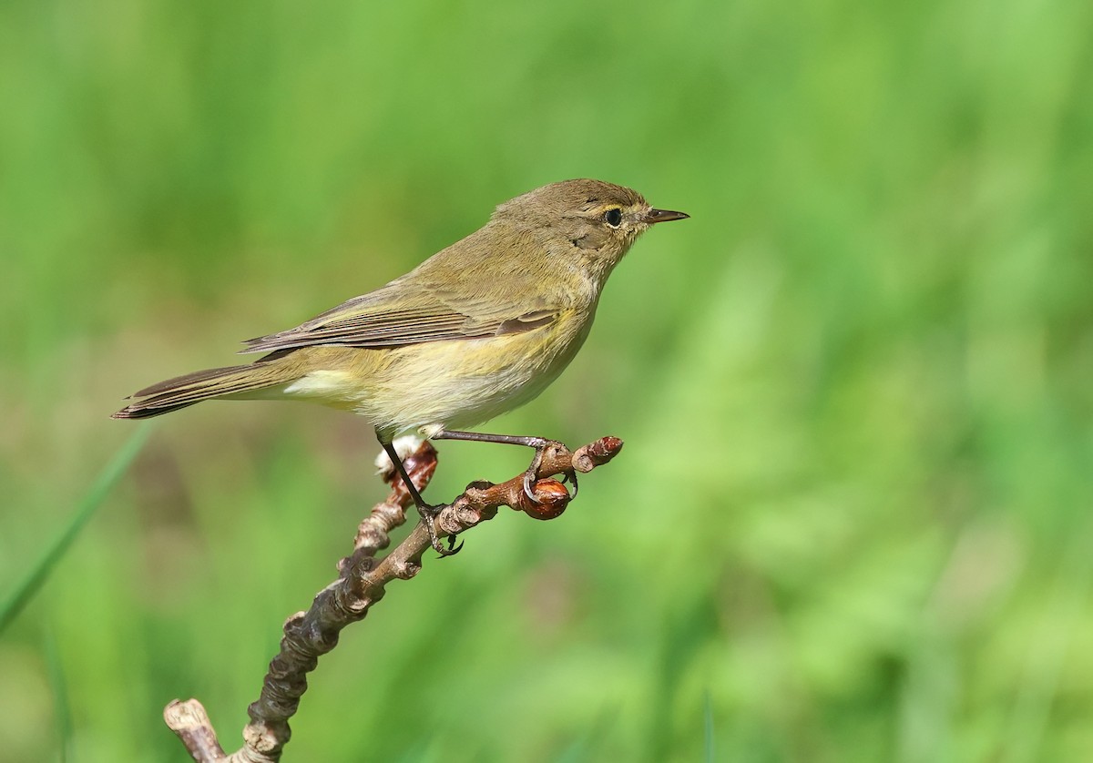 Common Chiffchaff - Albert Noorlander