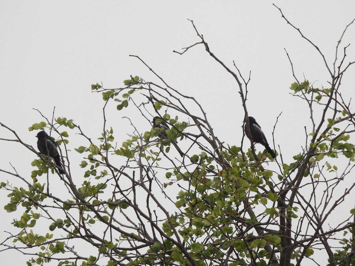 Southern Black-Tit - ML616897535