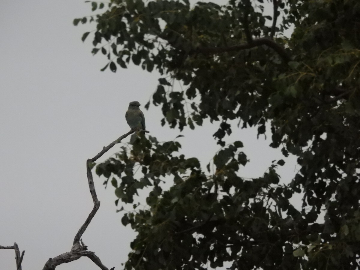 Pale Flycatcher - ML616897554