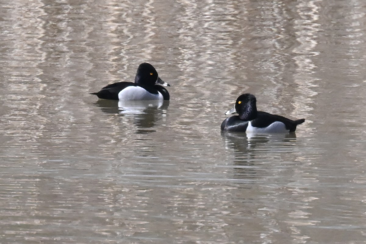 Ring-necked Duck - Fred Zimmerman