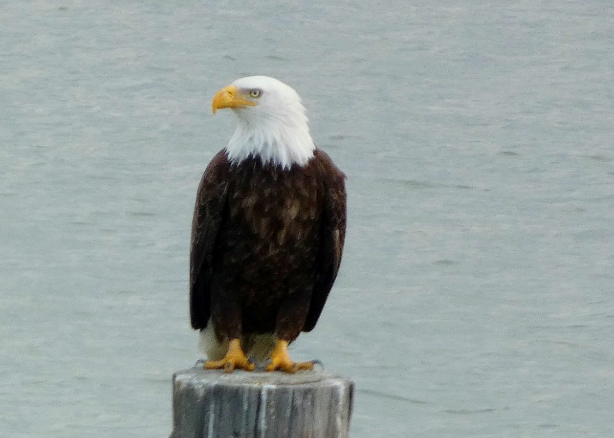 Bald Eagle - David Assmann