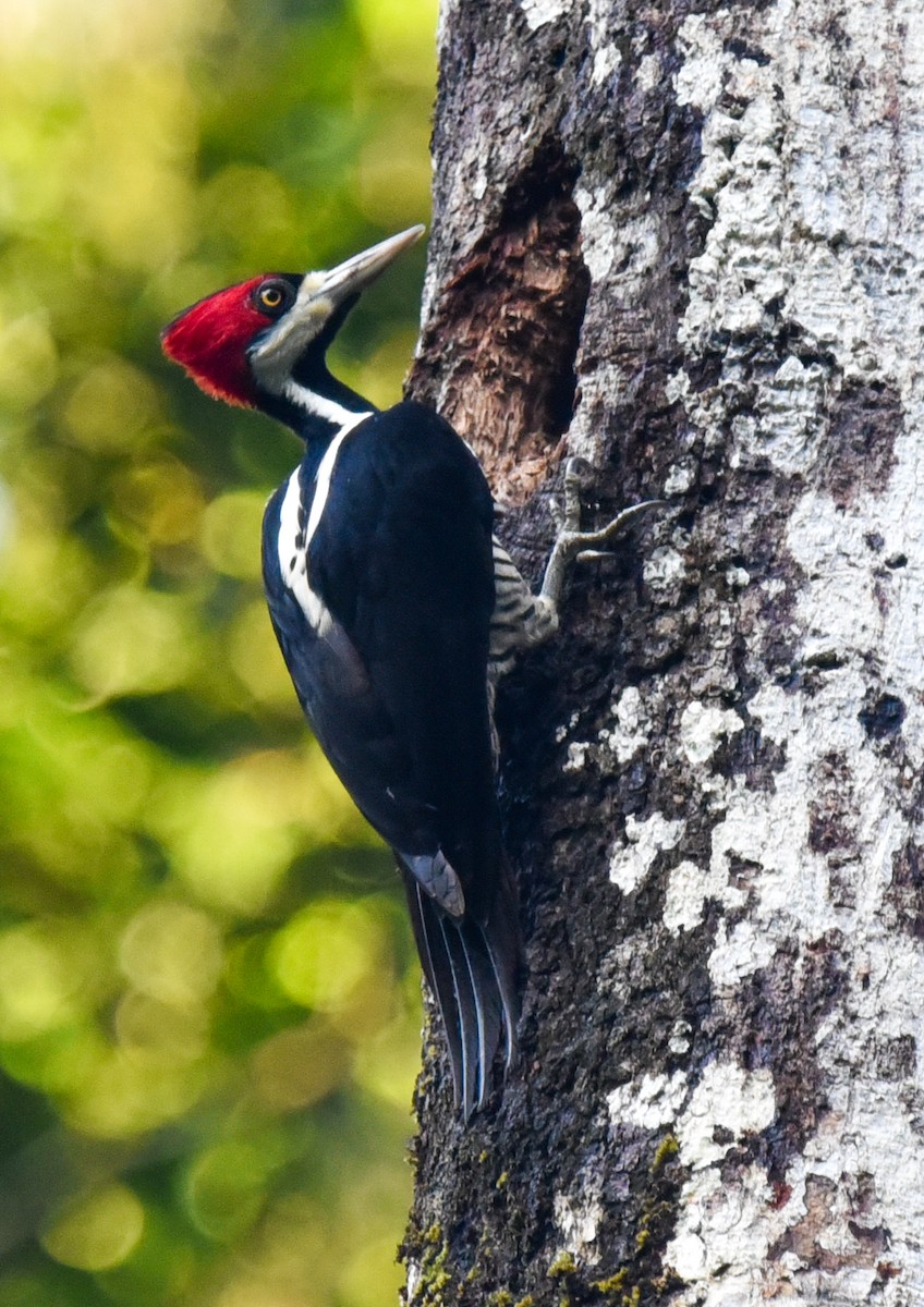Crimson-crested Woodpecker - ML616897647