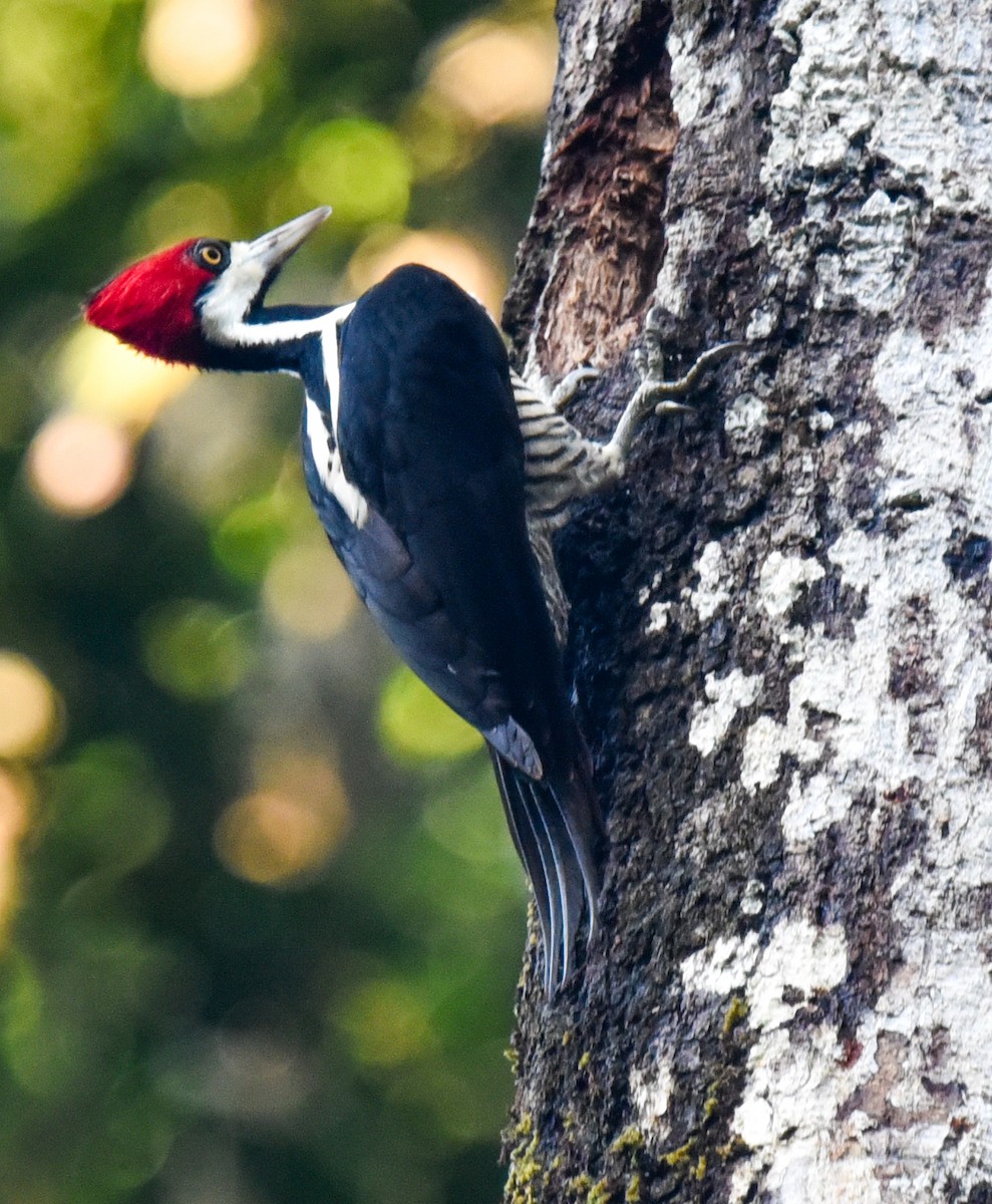 Crimson-crested Woodpecker - ML616897648