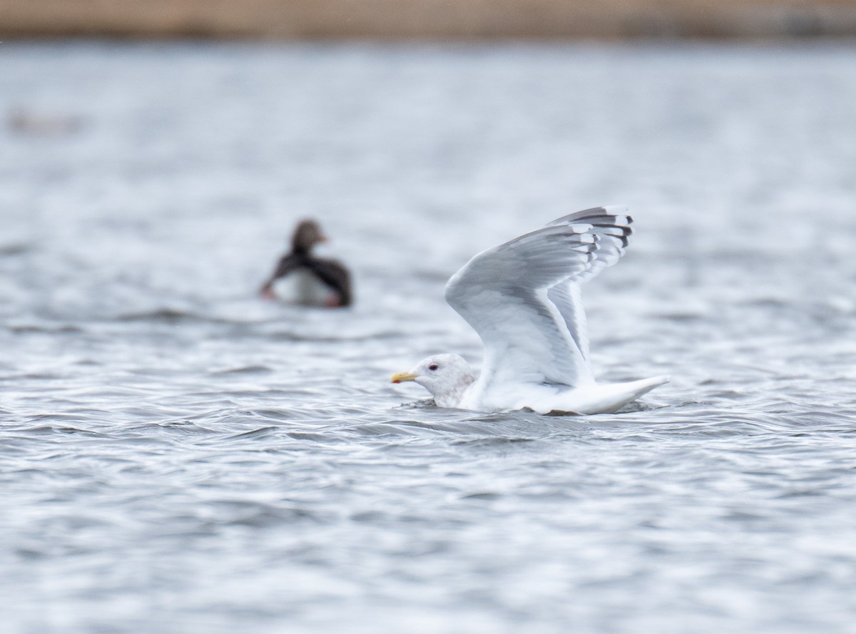 racek polární (ssp. thayeri/kumlieni) - ML616897686