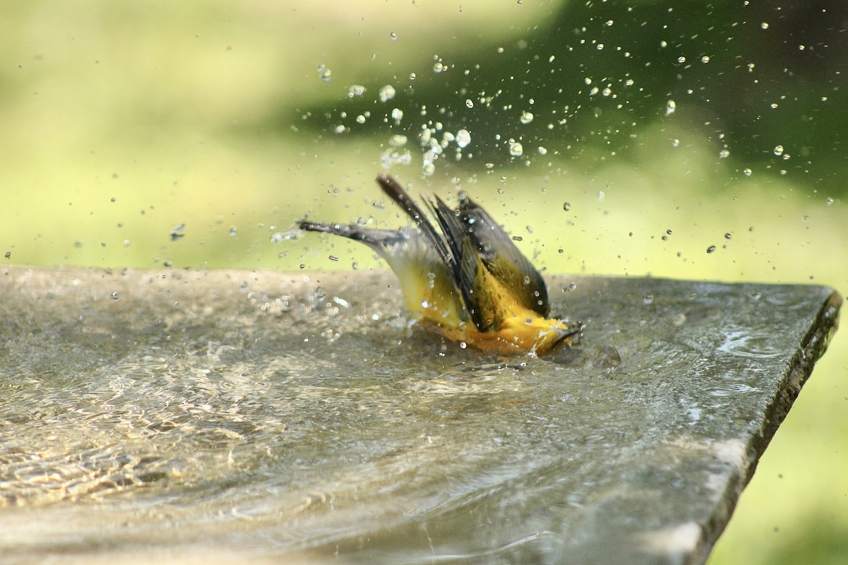 Prothonotary Warbler - Michelle Reinert