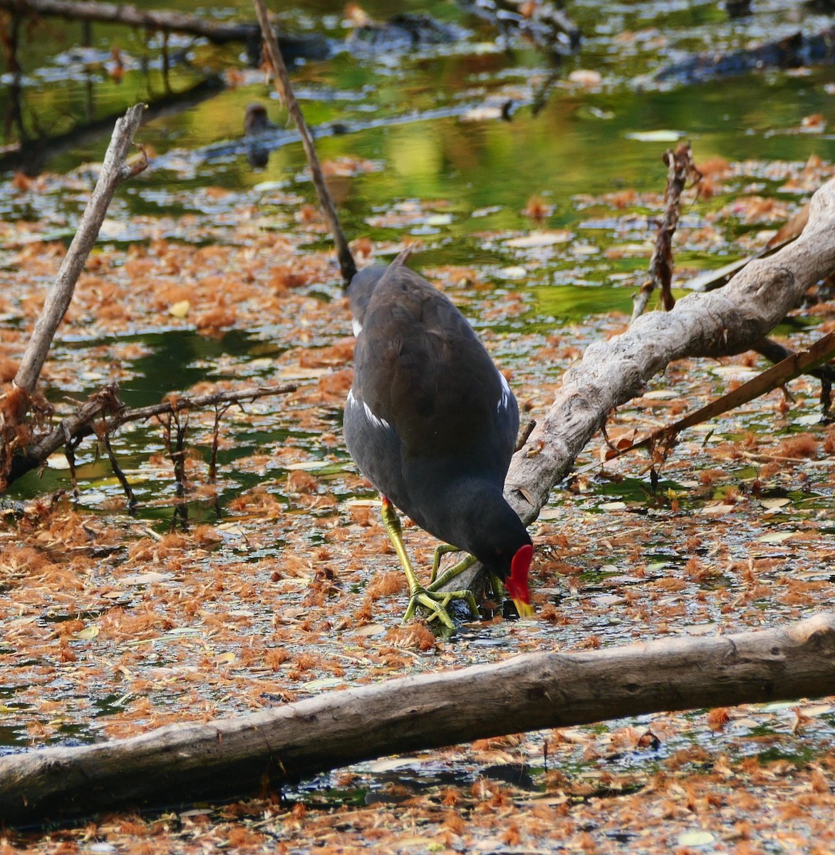 Eurasian Moorhen - ML616897742