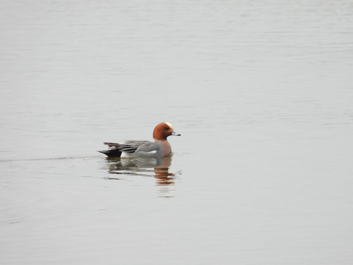 Eurasian Wigeon - ML616897772