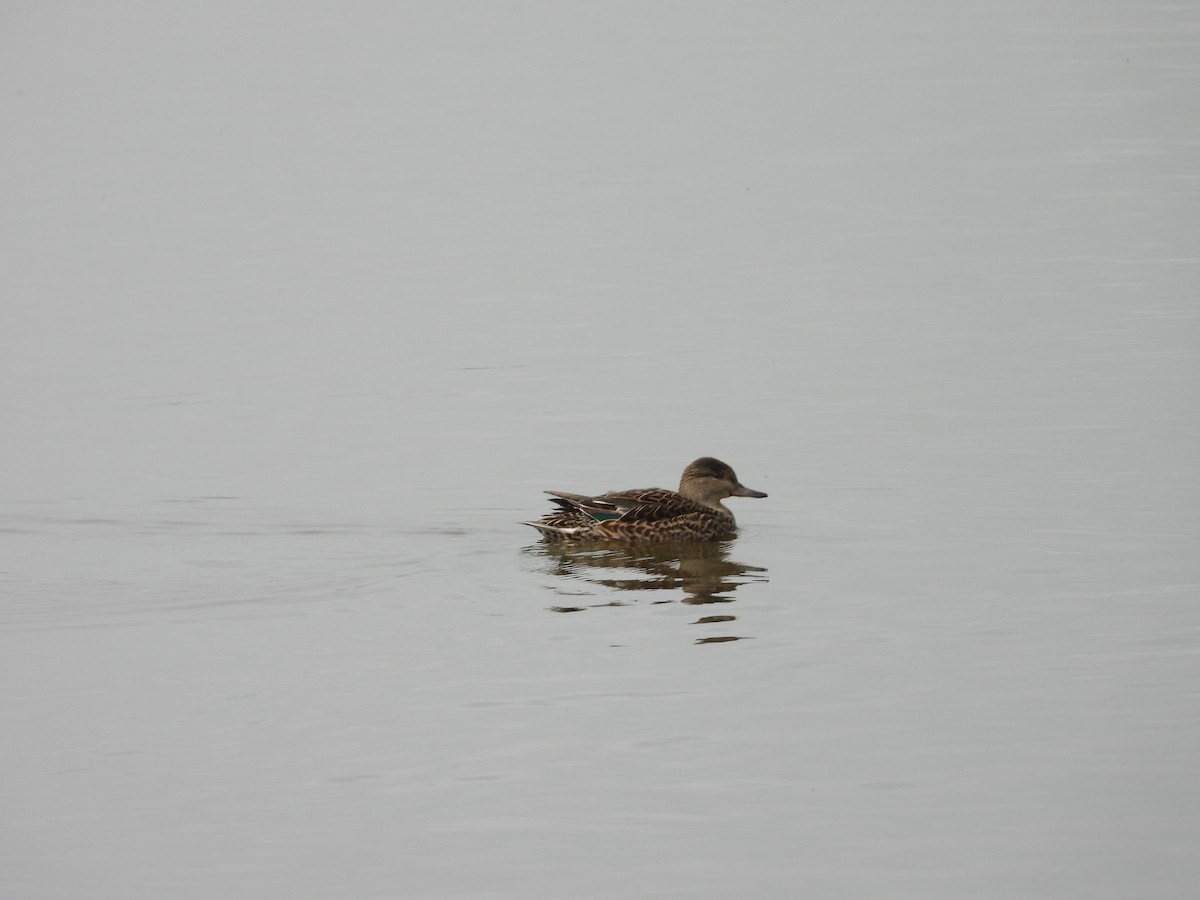 Green-winged Teal - ML616897778