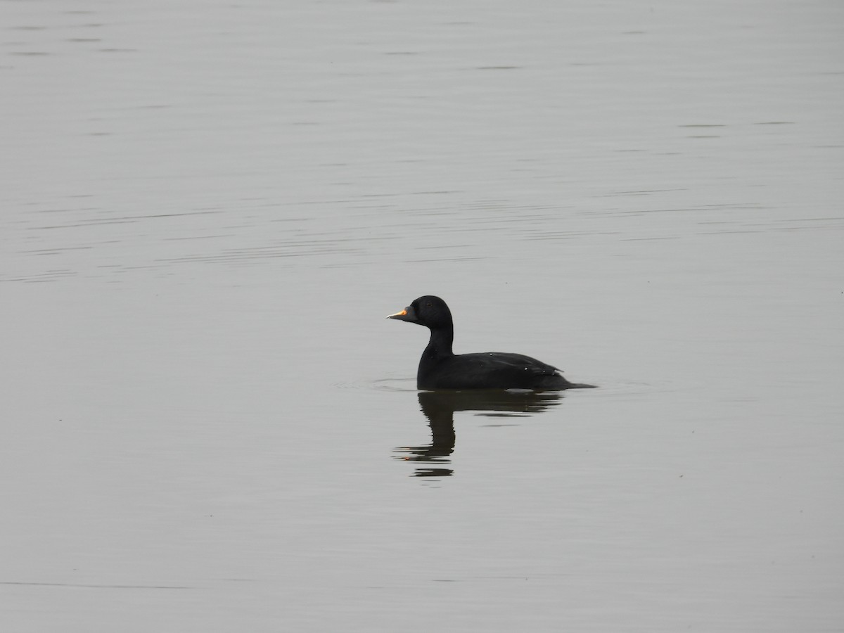 Common Scoter - ML616897782