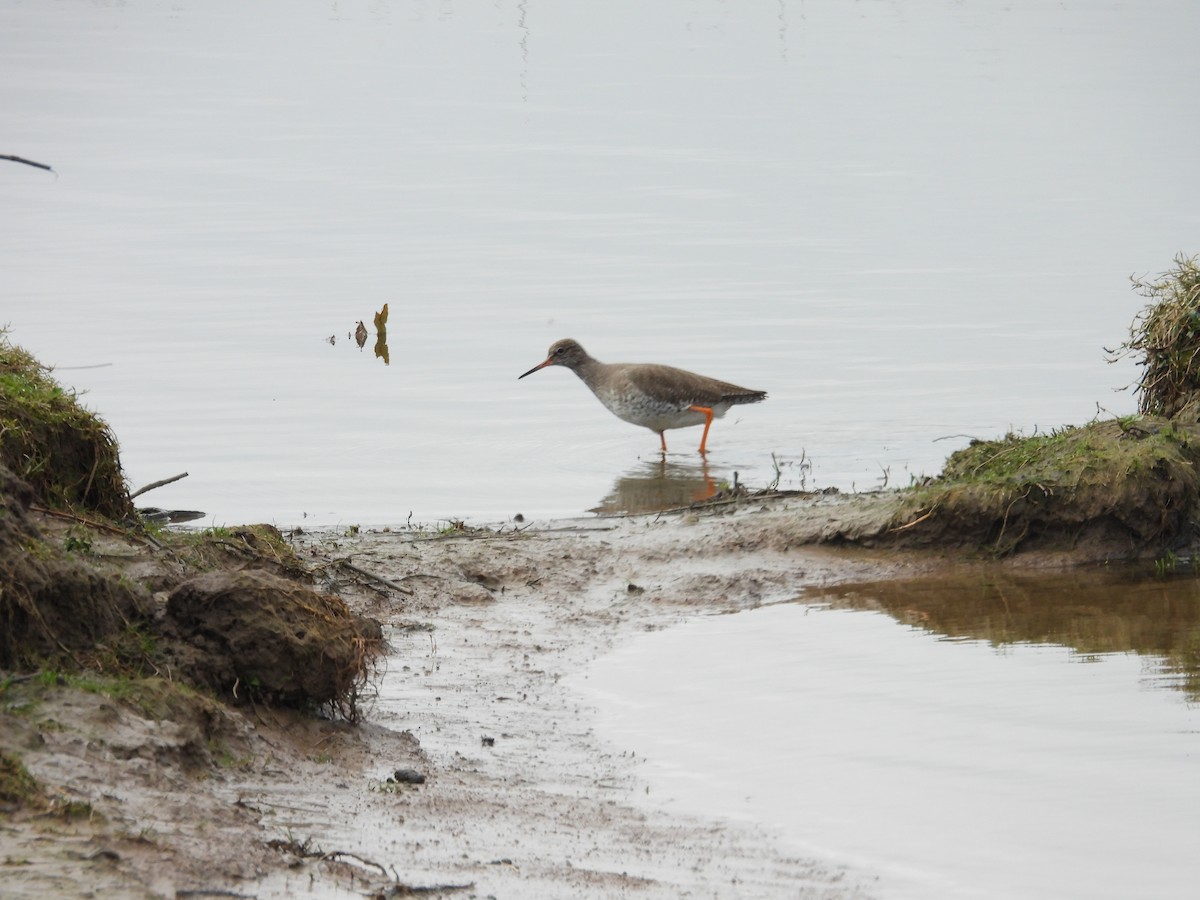 Common Redshank - ML616897794