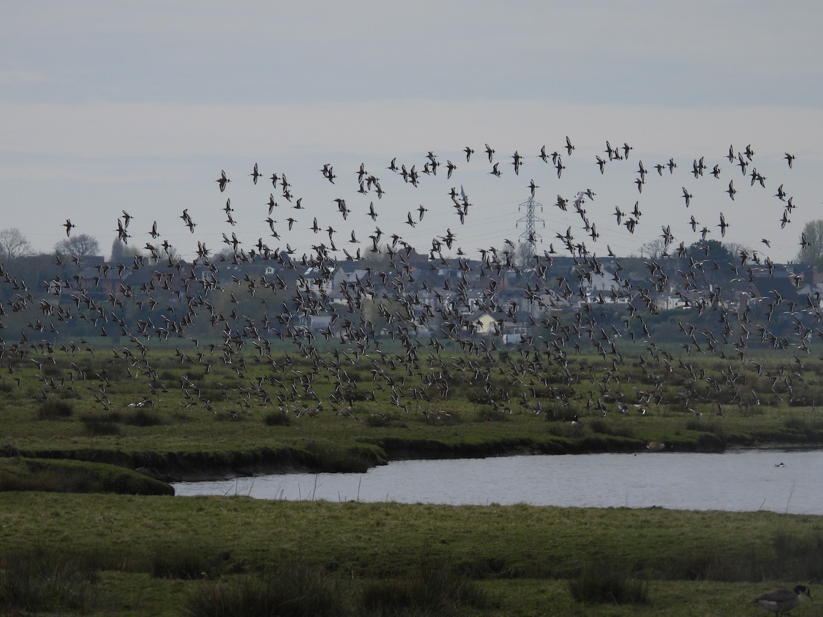 Black-tailed Godwit - ML616897795