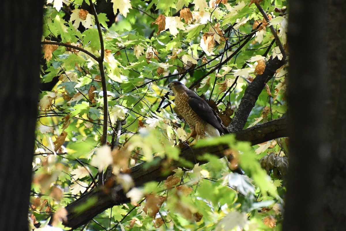 Cooper's Hawk - ML616897796