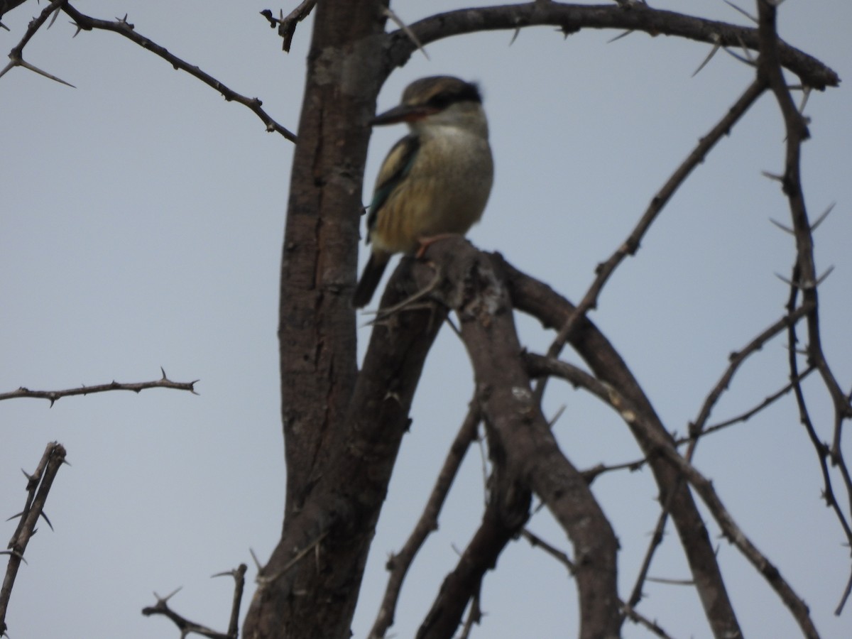 Striped Kingfisher - ML616897799