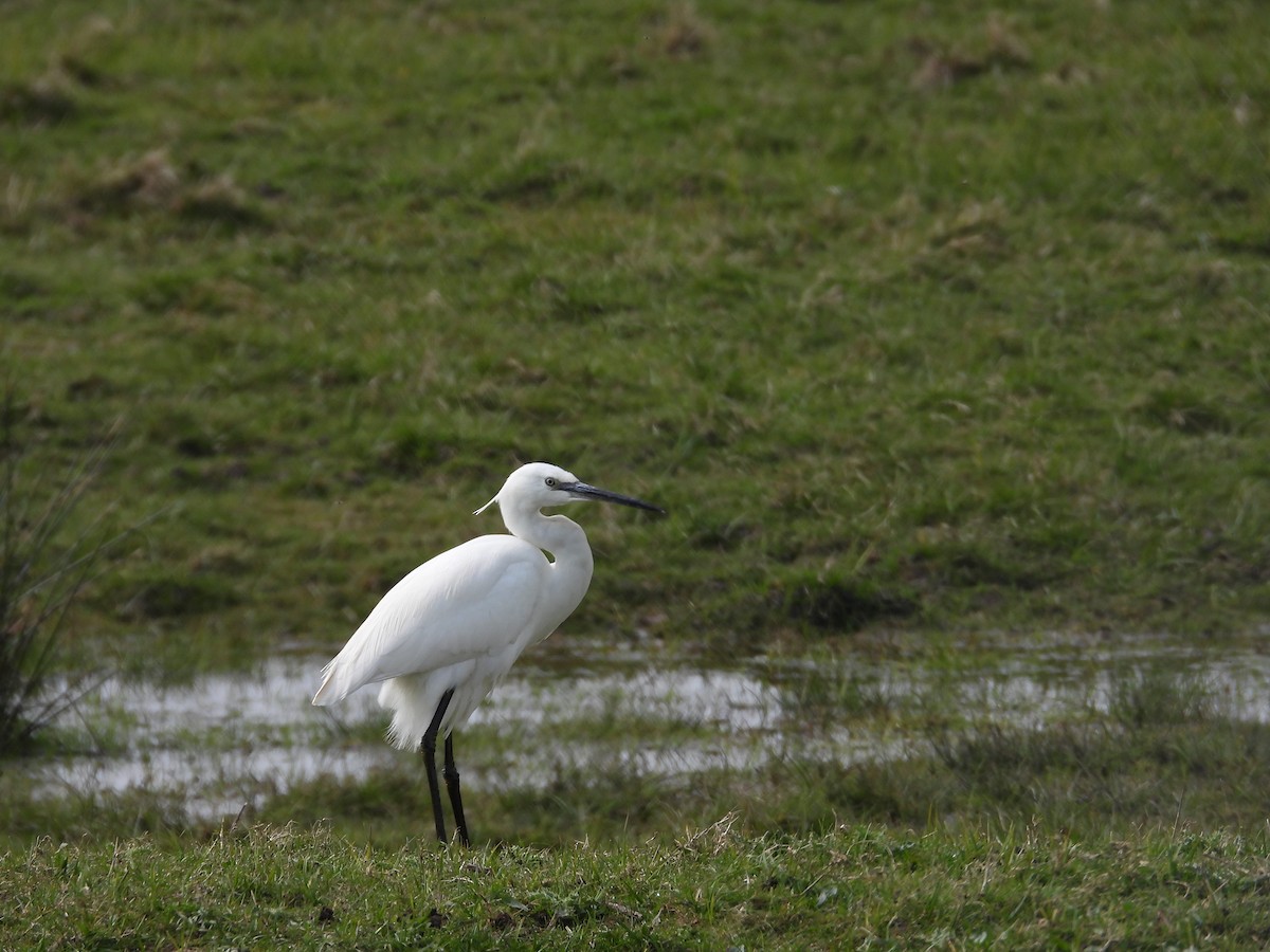 Little Egret - ML616897800