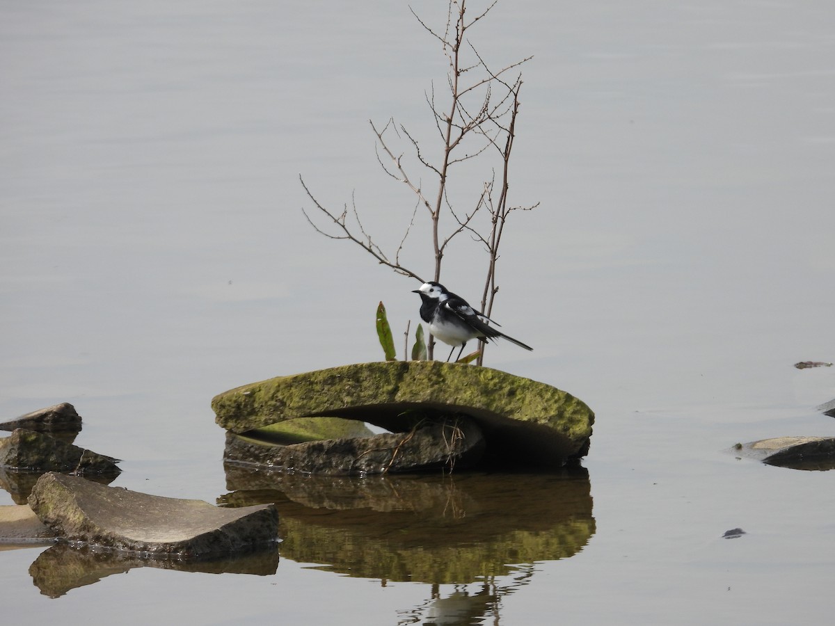 White Wagtail - ML616897827