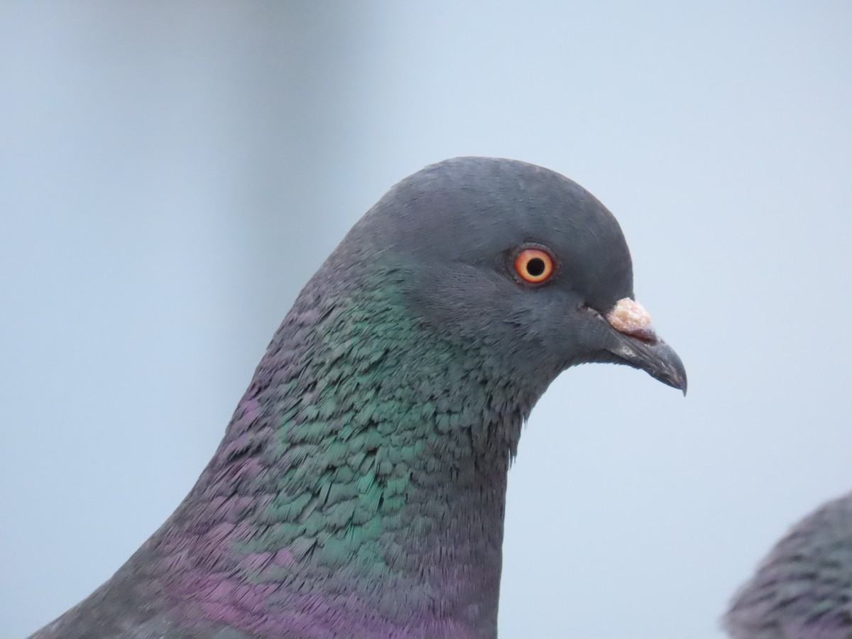 Pigeon biset (forme domestique) - ML616897829