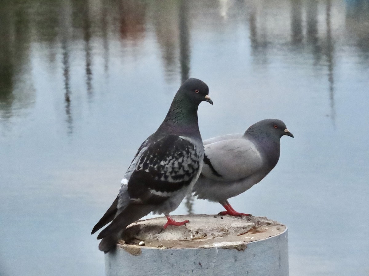 Rock Pigeon (Feral Pigeon) - ML616897830