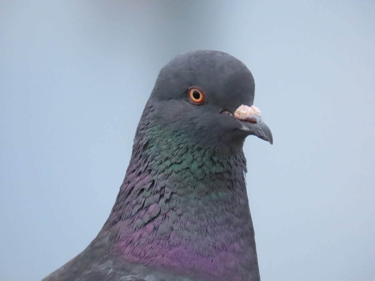 Rock Pigeon (Feral Pigeon) - ML616897831