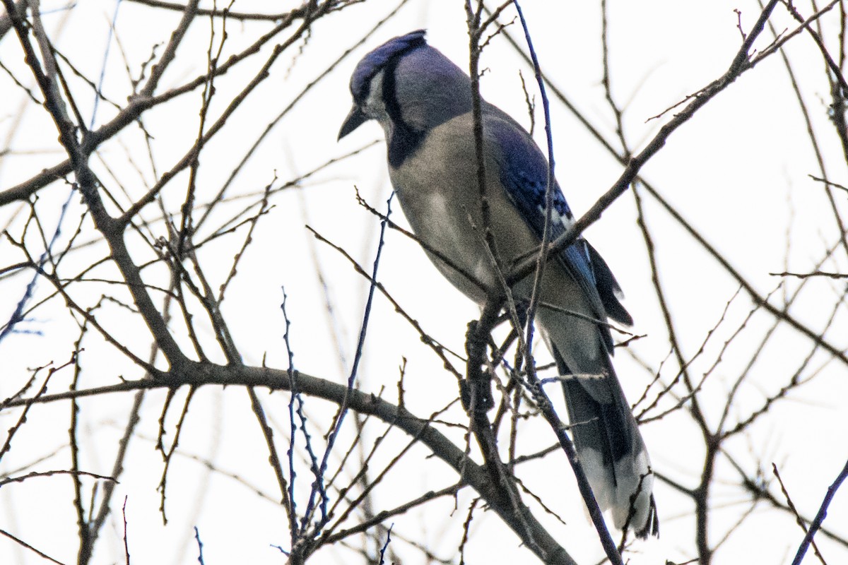 Blue Jay - Dale Bargmann