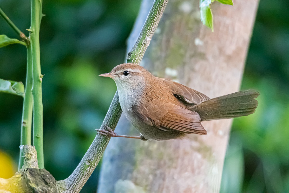 Cetti's Warbler - ML616897884