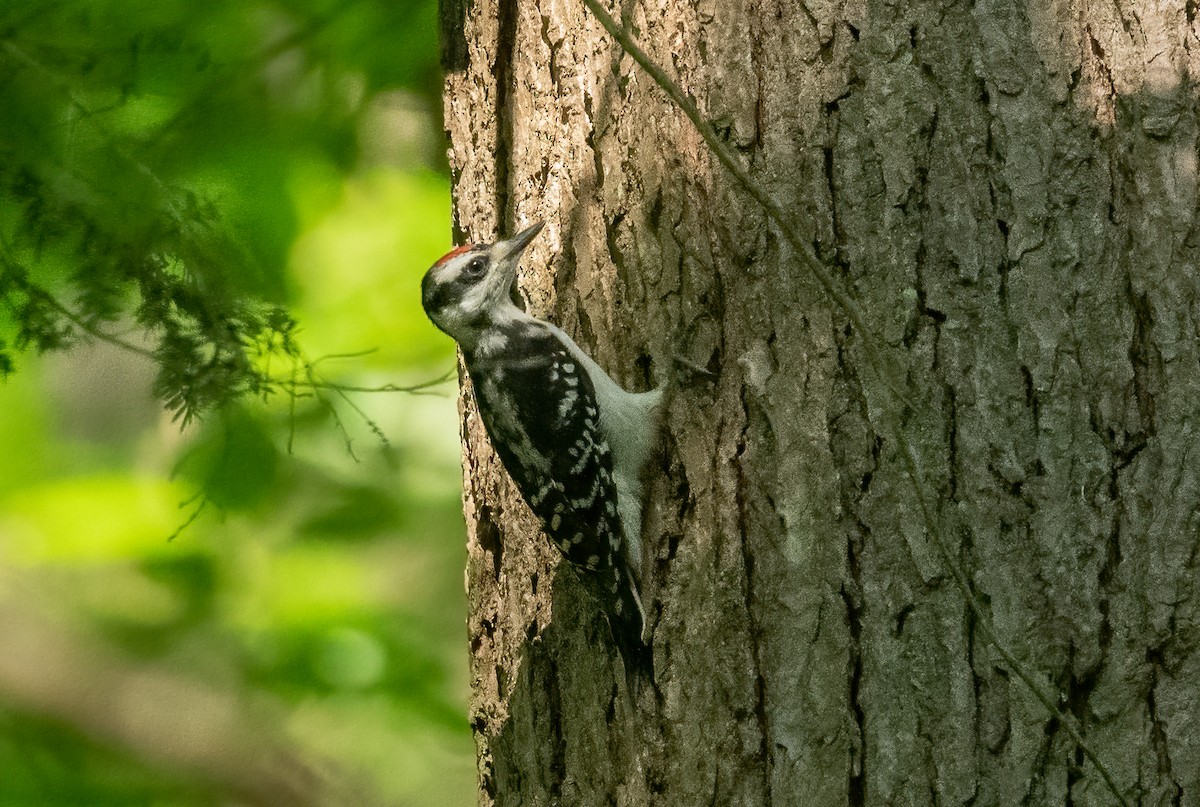 Hairy Woodpecker - Sandy Podulka
