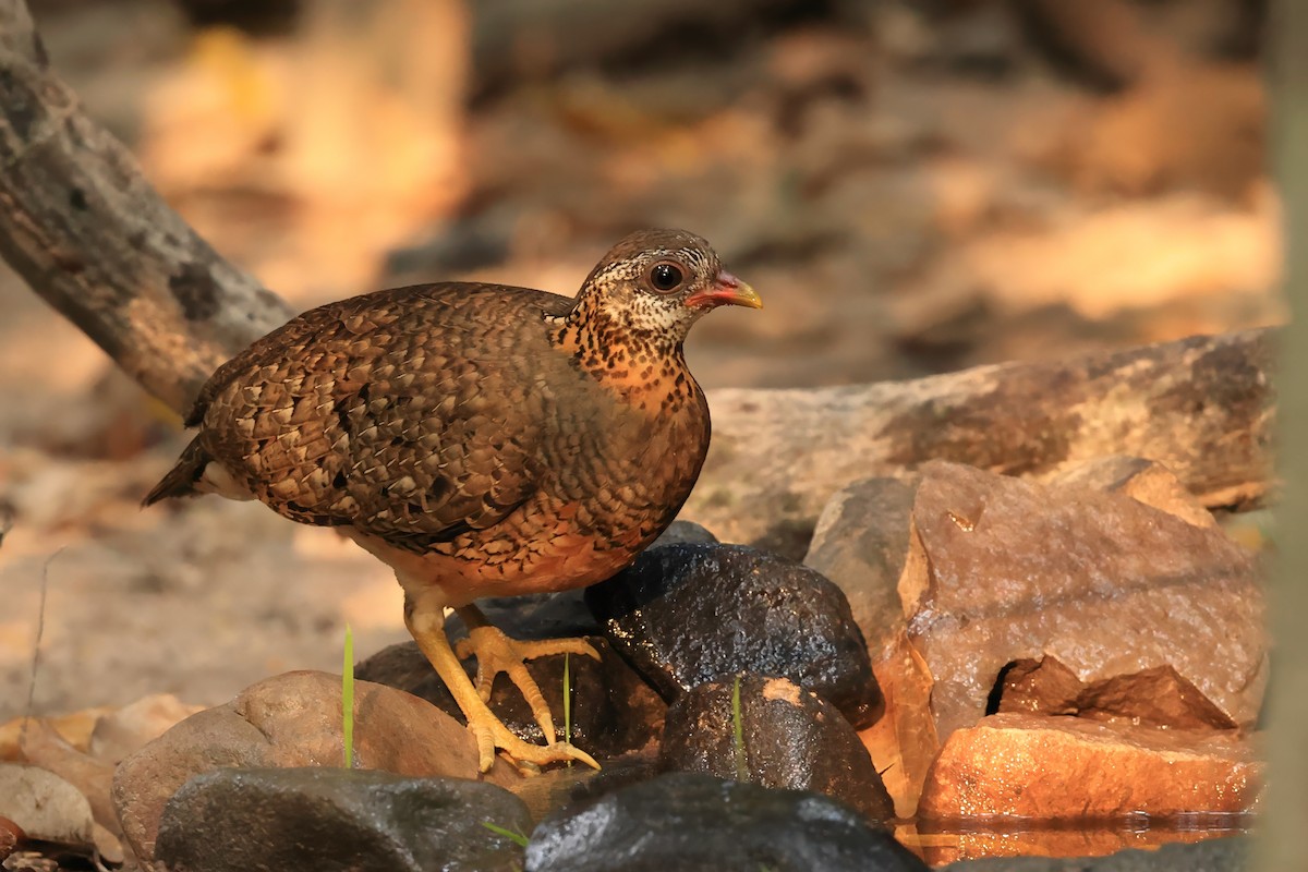 Scaly-breasted Partridge - ML616897896