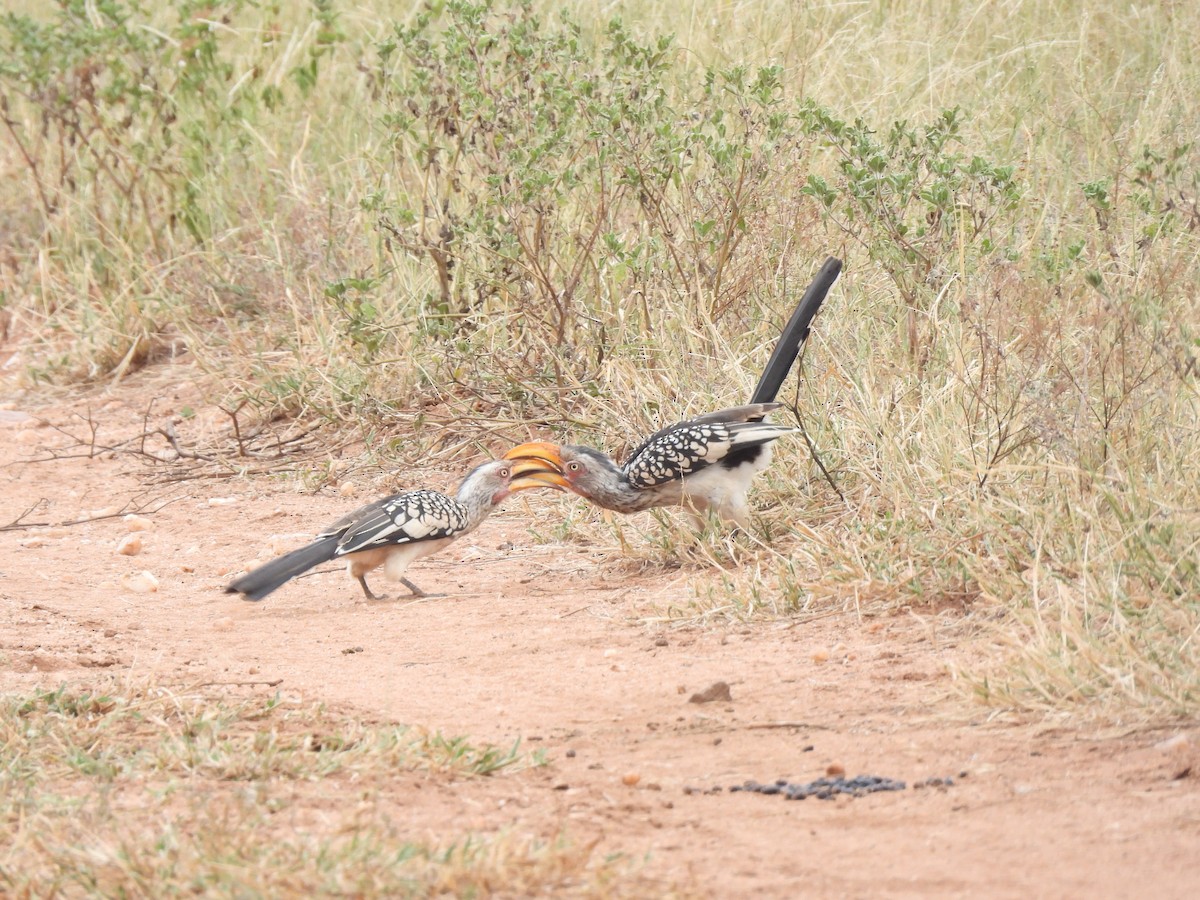 Southern Yellow-billed Hornbill - ML616897935