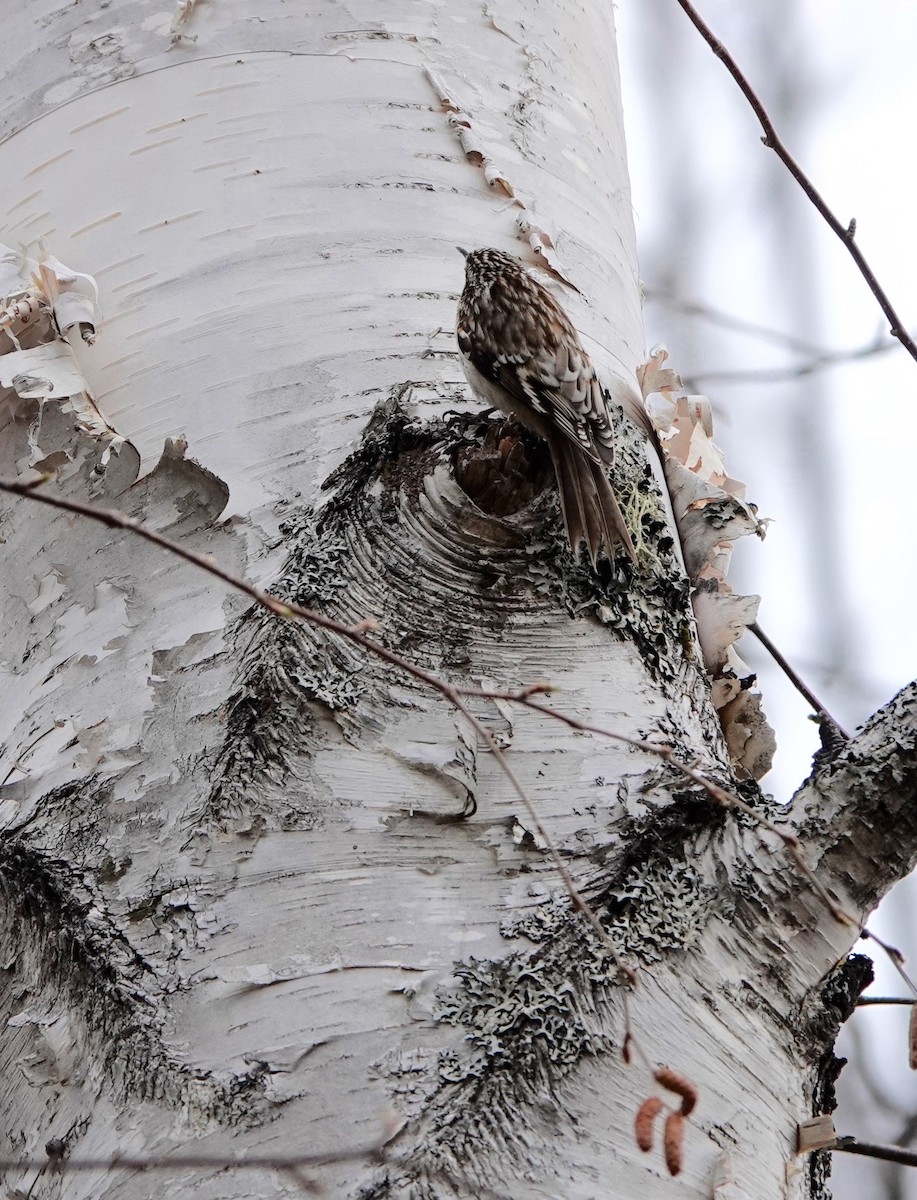 Brown Creeper - Ann Griffin