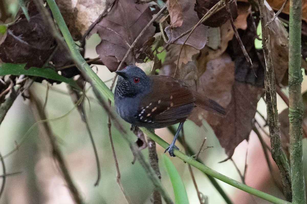 Magdalena Antbird - ML616898001