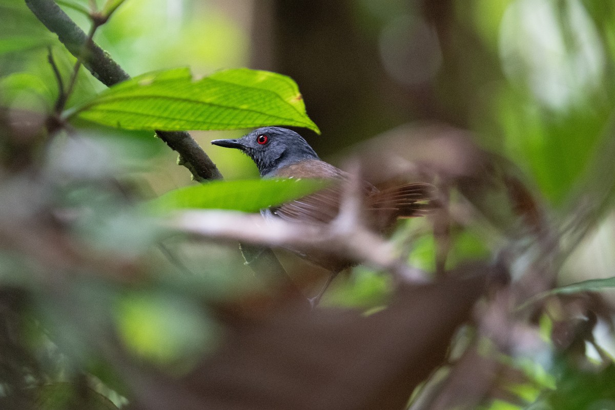 Magdalena Antbird - ML616898005