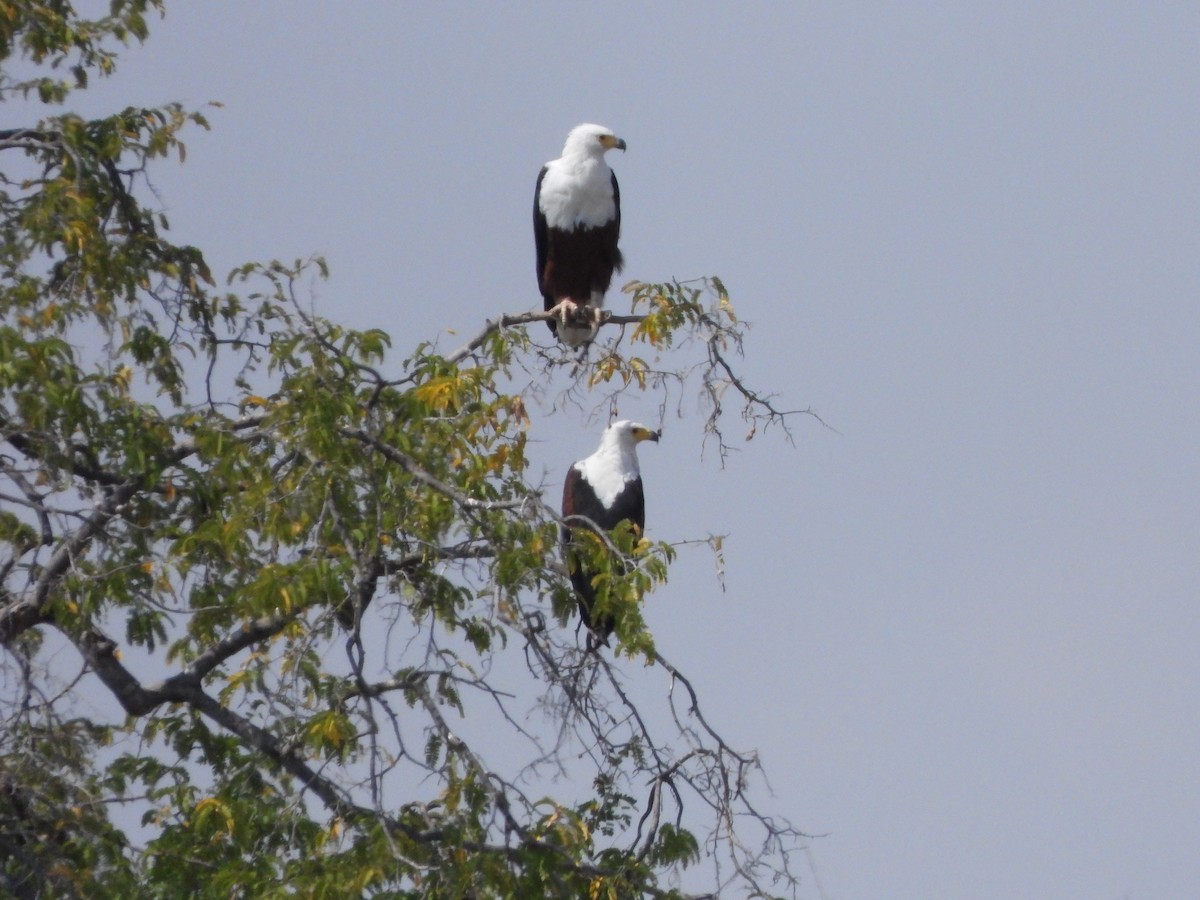 African Fish-Eagle - ML616898030