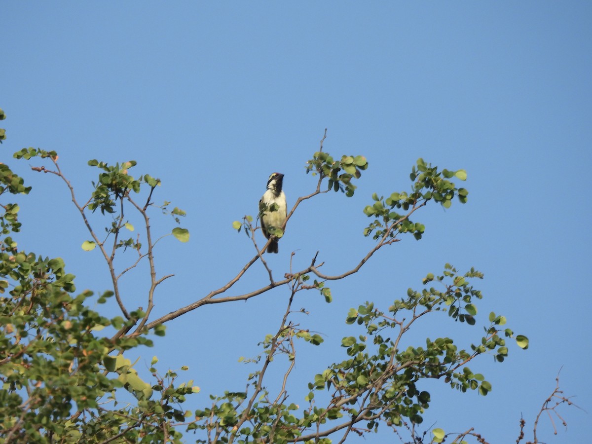 Pied Barbet - ML616898045