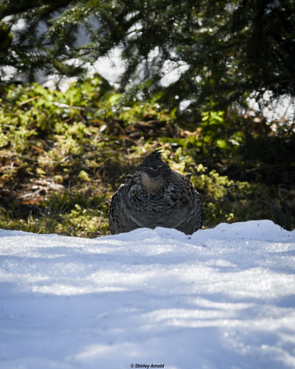 Ruffed Grouse - ML616898047