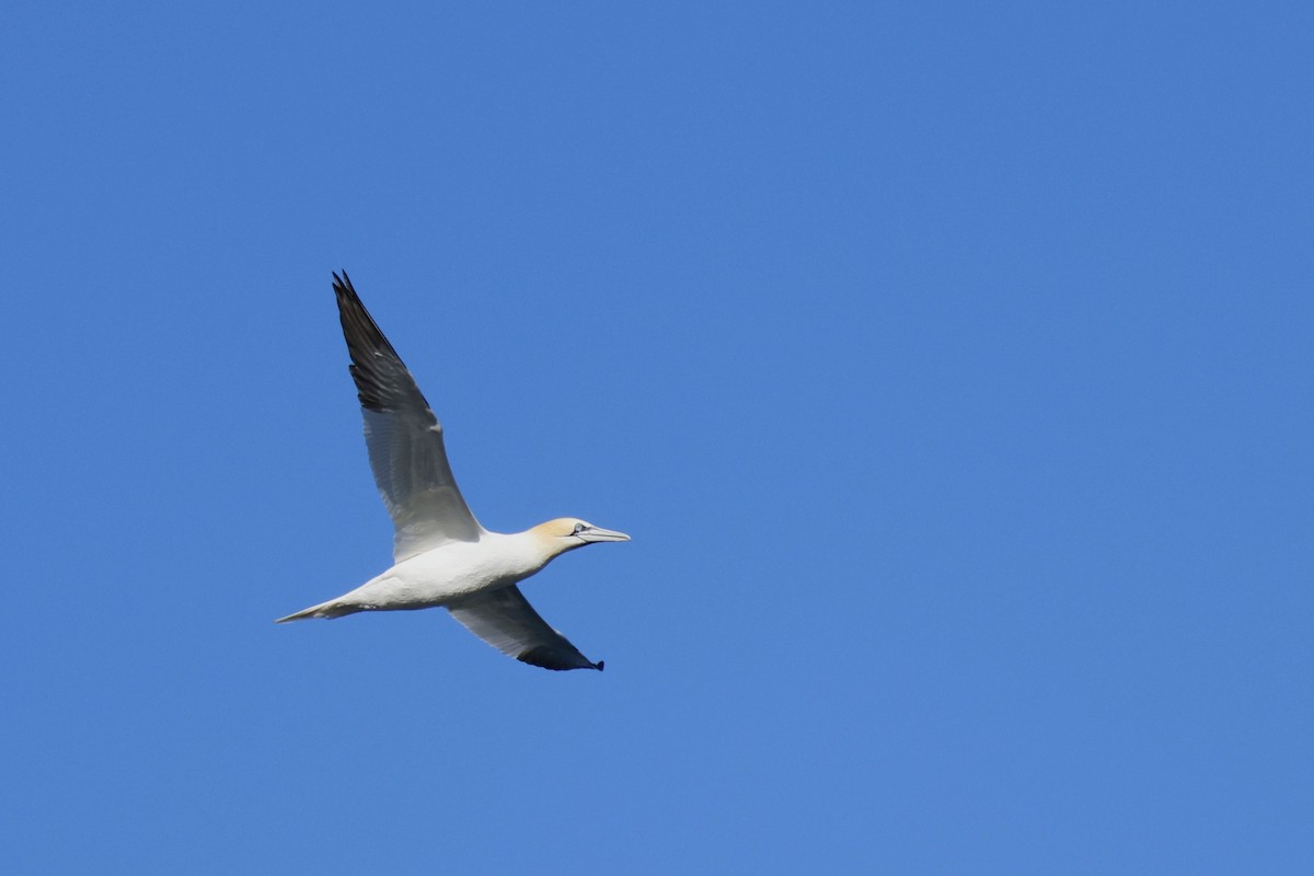 Northern Gannet - ML616898071