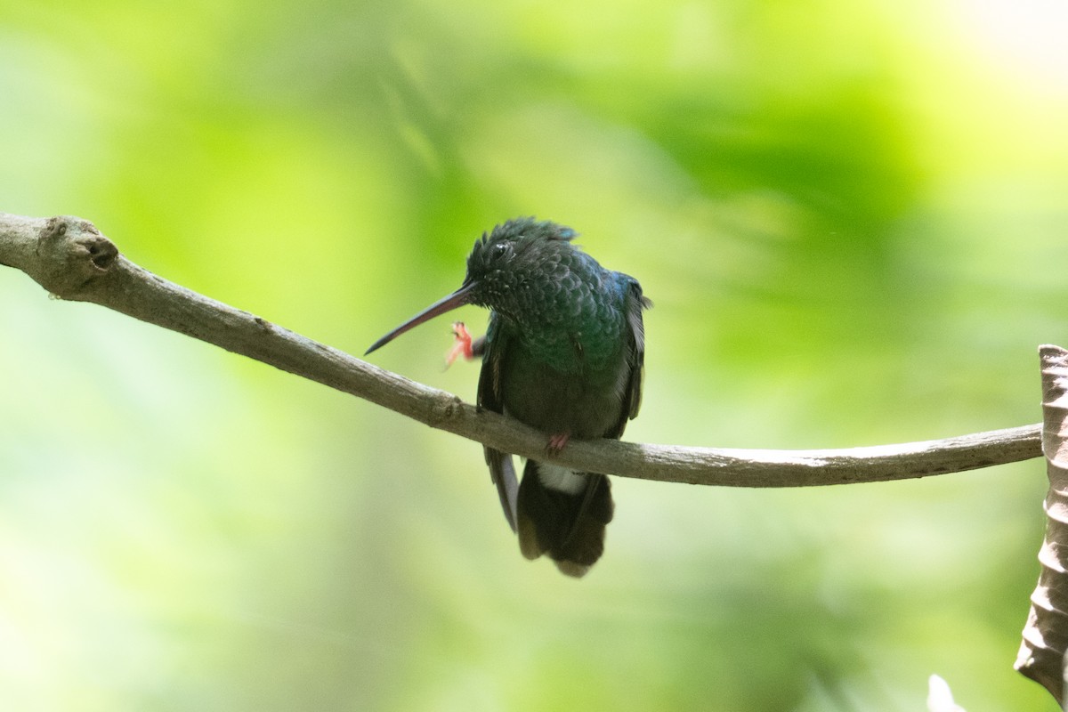 Bronze-tailed Plumeleteer - John C. Mittermeier