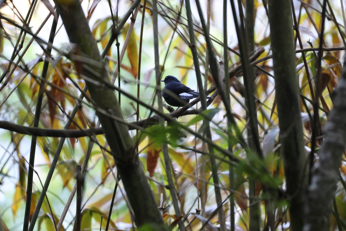 White-tailed Robin - ML616898132